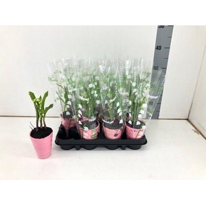 TDM P9 : Convallaria P9
