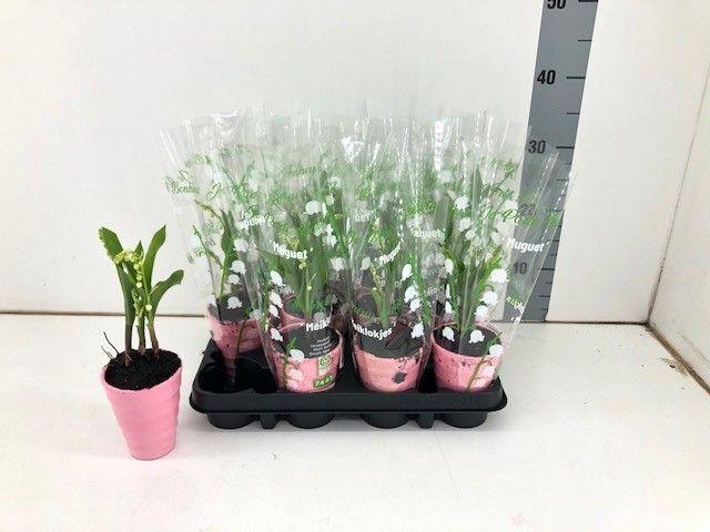 <h4>TDM P9 : Convallaria P9</h4>