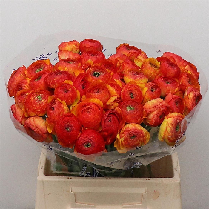 <h4>Ran Su Sr Elios Yellow/orange Super</h4>