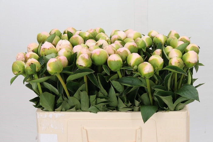 <h4>Paeonia Princess Bride</h4>