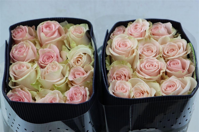 <h4>R Gr Blessing</h4>