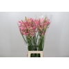 Nerine Flugel