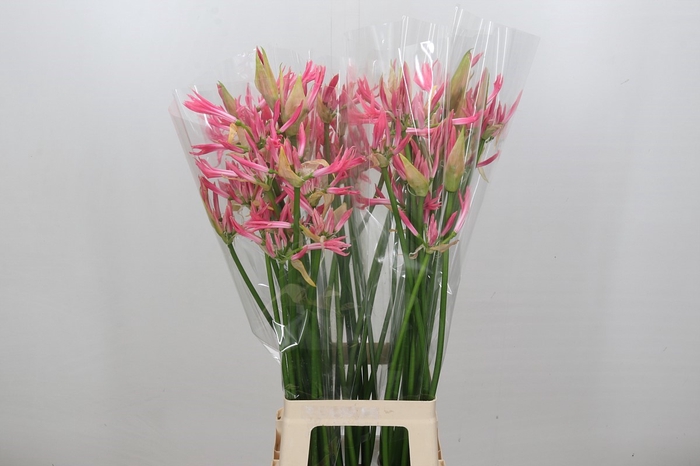 <h4>Nerine Flugel</h4>