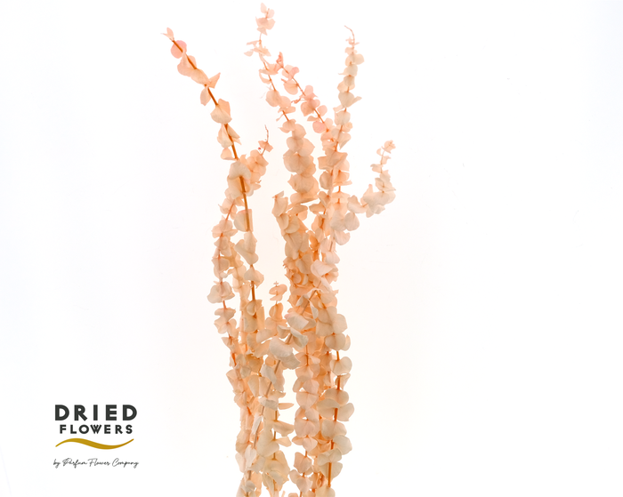 <h4>Dried Bleached Eucalyptus Baby Blue Light Pink</h4>
