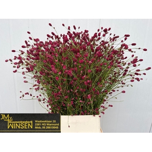 SANGUISORBA OFFICINALIS ARNHEM SANG