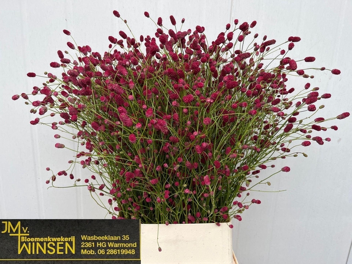 <h4>SANGUISORBA OFFICINALIS ARNHEM SANG</h4>