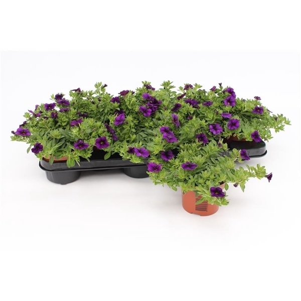 <h4>Calibrachoa Dark Blue</h4>