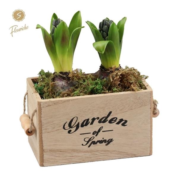 <h4>(2501) Hyacint Garden Flower 2PP Mos</h4>