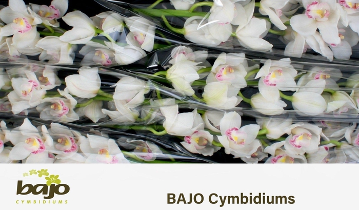 <h4>CYMB T KILIMANJARO</h4>