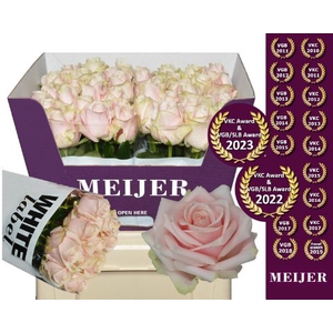 Rozen Rosa Sweet Avalanche