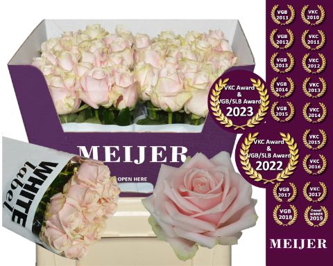 <h4>Rozen Rosa Sweet Avalanche</h4>