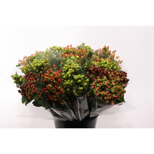 Hypericum overig