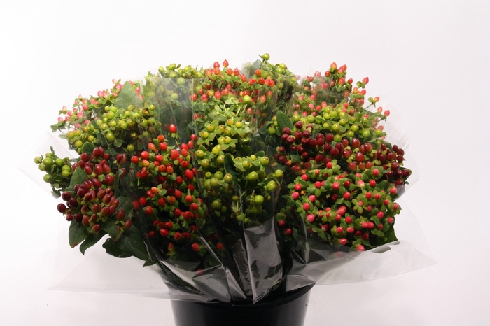 <h4>Hypericum overig</h4>