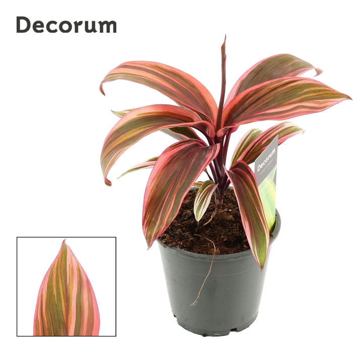 <h4>Cordyline Strawberry Queen 12 cm (Decorum)</h4>