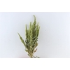 Dried Amaranthus Green Bunch
