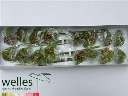 <h4>Anth A Pistache</h4>