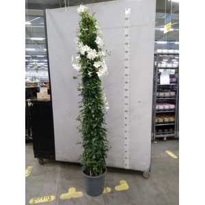 Mandevilla   ...