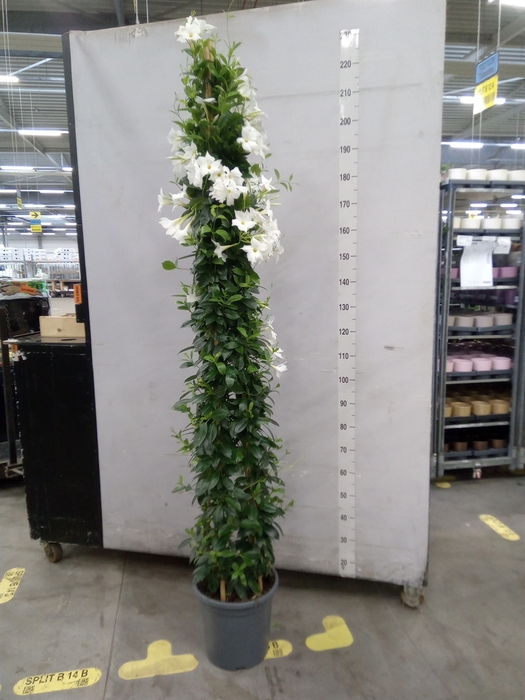 <h4>Mandevilla   ...</h4>