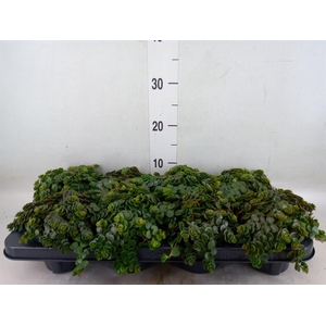 Sedum makinoi 'Kosmosje'