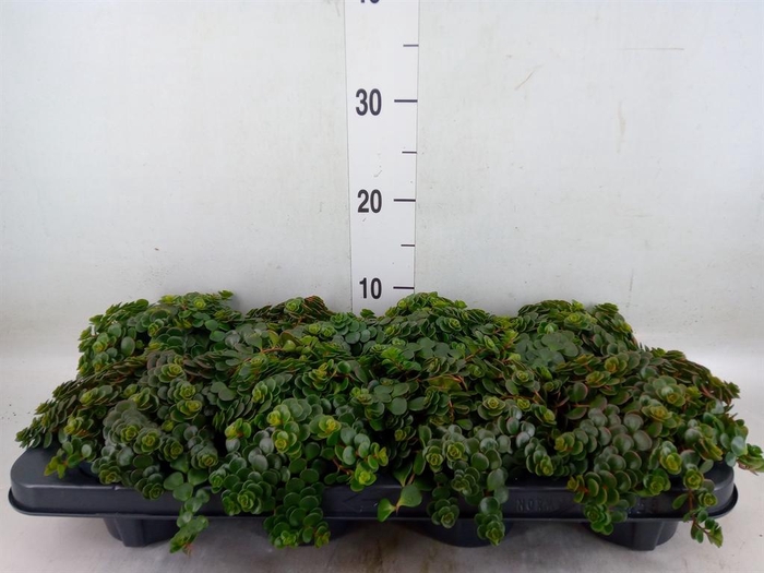 <h4>Sedum makinoi 'Kosmosje'</h4>