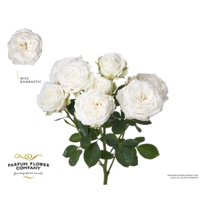 Rosa spray miss bombastic