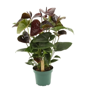 Anthurium Essencia 14cm