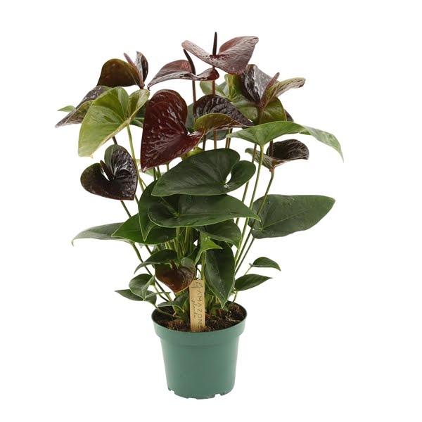 Anthurium Essencia 14cm