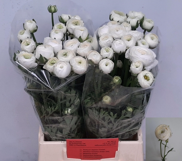 <h4>RAN AM SNOWFLAKE</h4>