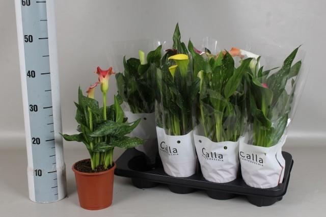 <h4>ZANT GEM 4 KL</h4>