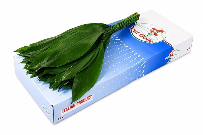 Aspidistra