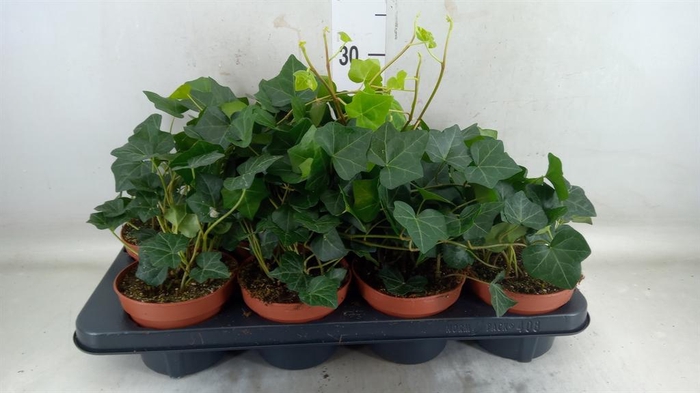 <h4>Hedera hibernica</h4>