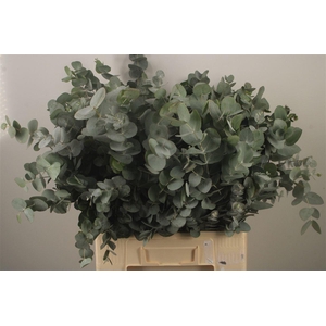 Euc Cinerea Per Bunch Za Extra 300 Gram