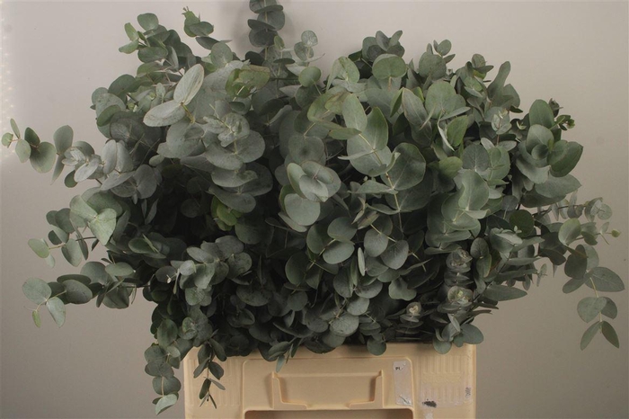 <h4>Euc Cinerea Per Bunch Za Extra 300 Gram</h4>