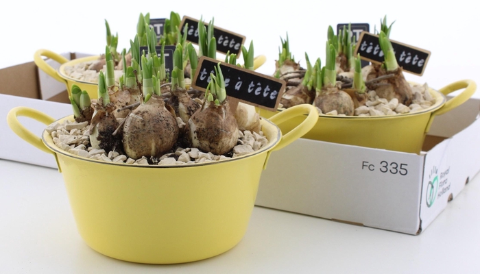 <h4>ARR N TETE A TETE</h4>