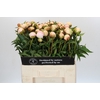 Paeonia Chiffon Parfait