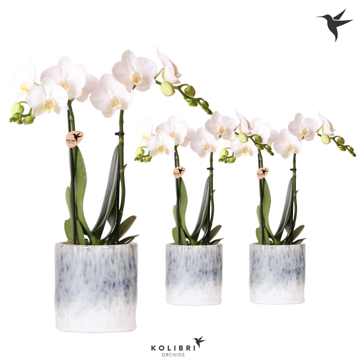 <h4>Kolibri Orchids Phalaenopsis white 2 spike in Sky pot</h4>