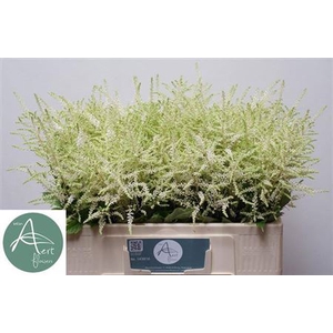 Astil Ja Washington 55cm
