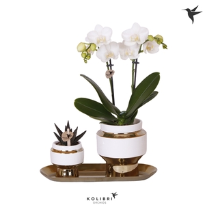 Kolibri Green up your home Gift Set small Le Chic gold