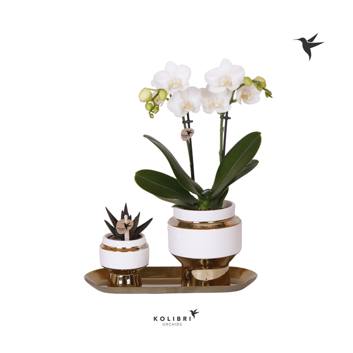 <h4>Kolibri Green up your home Gift Set small Le Chic gold</h4>