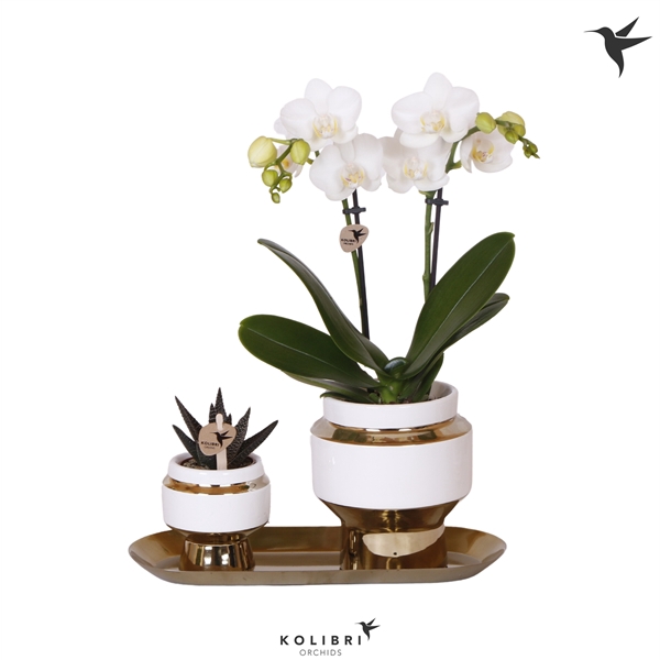 <h4>Kolibri Green up your home Gift Set small Le Chic gold</h4>