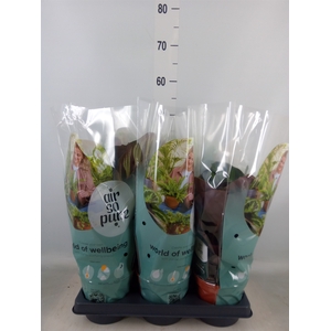 Calathea   ...mix