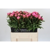 Paeonia Dr A Fleming