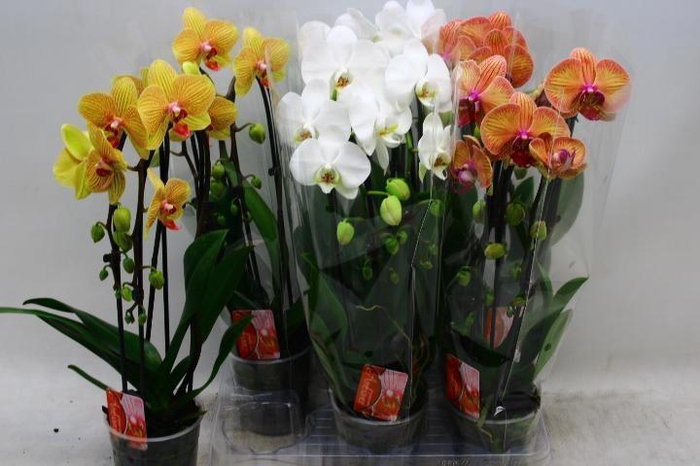 <h4>PHAL EL CASCADE</h4>