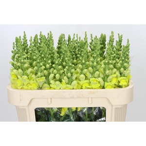 Antirrhinum majus 'Cannes Yellow'