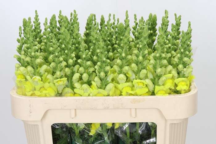 <h4>Antirrhinum majus 'Cannes Yellow'</h4>