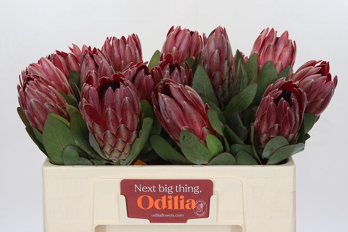 <h4>Protea Sharon</h4>