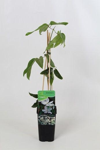 <h4>Clematis armandii</h4>