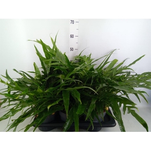 Aglaomorpha coronans   ...juveniel