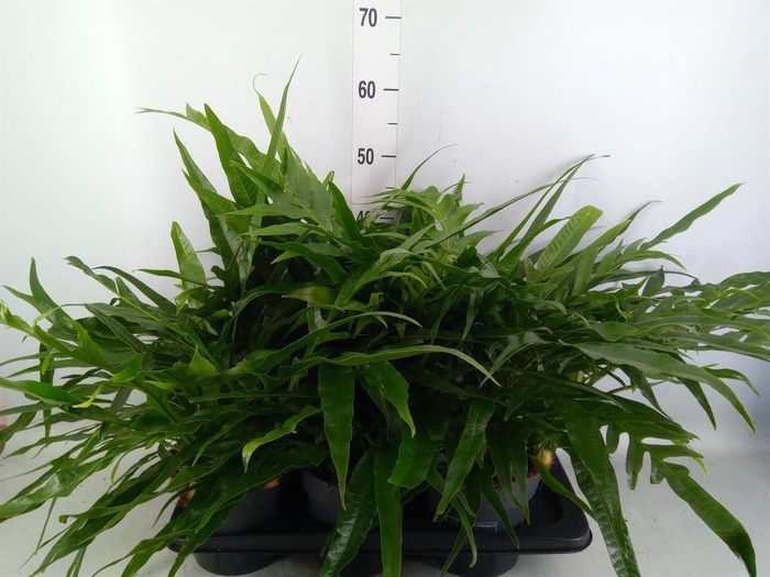 <h4>Aglaomorpha coronans ...juveniel</h4>