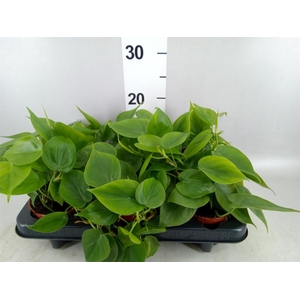 Philodendron scand.